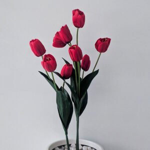Red Tulip flower